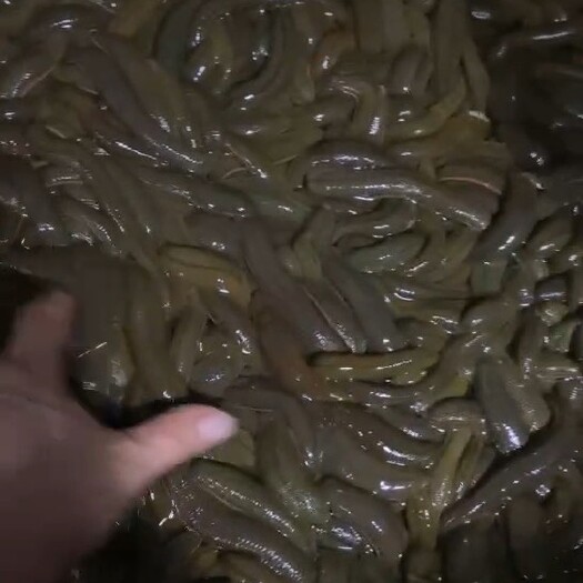中山市精品菲牛蛭母种