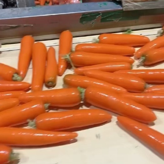 寿光市水洗胡萝卜圆头圆尾精品通货中小条2023新品大量现货电商团购