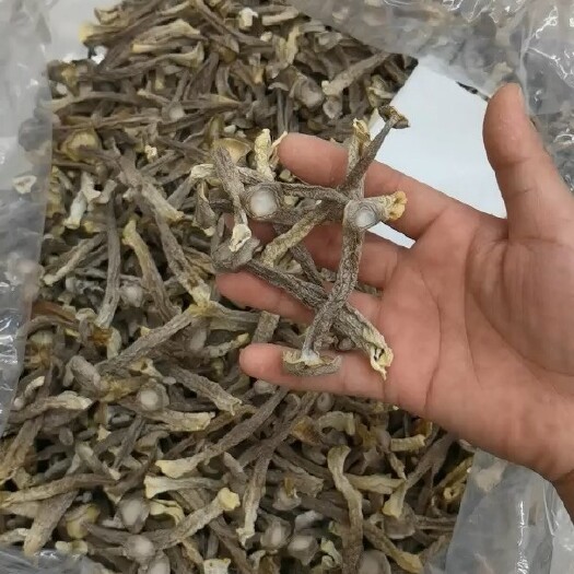 广州鹿茸菇