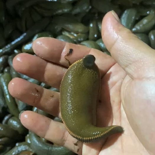 中山市精品水蛭菲牛蛭