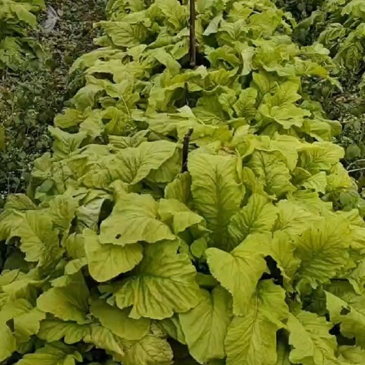 重庆市村集体产业，高山白玉萝卜，口感鲜美，可实地考察，目前已经成熟