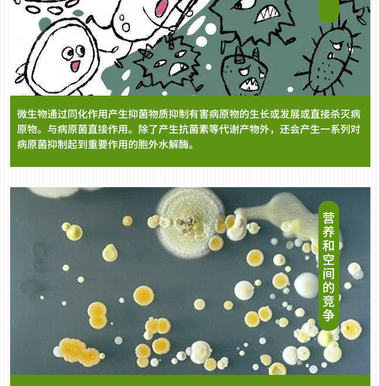 解淀粉芽孢杆菌微生物肥料添加剂抗重茬防病害功能菌