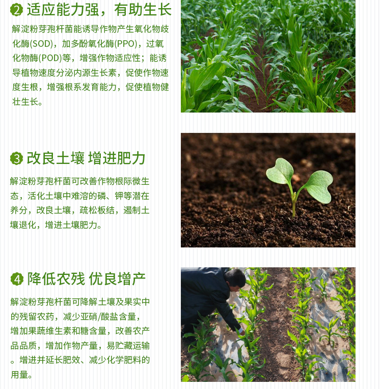 解淀粉芽孢杆菌微生物肥料添加剂抗重茬防病害功能菌