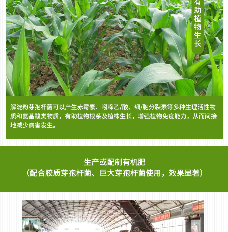 解淀粉芽孢杆菌微生物肥料添加剂抗重茬防病害功能菌