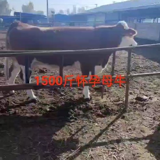 定襄县西门塔尔怀胎母牛