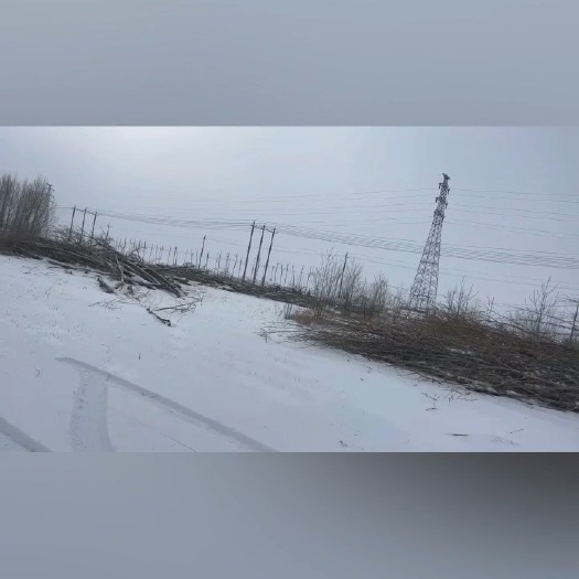 陈巴尔虎内蒙古呼伦贝尔杨树