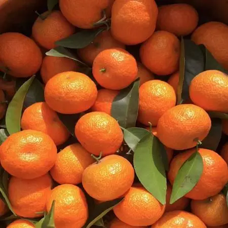 东方红砂糖桔一手货源，甜度足，一件代发
