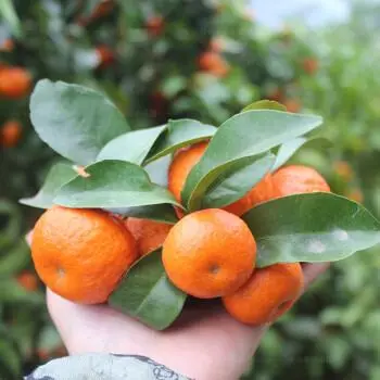 东方红砂糖桔一手货源，甜度足，一件代发