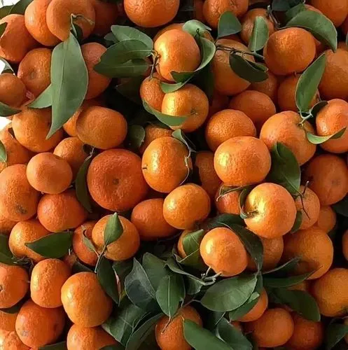 东方红砂糖桔一手货源，甜度足，一件代发