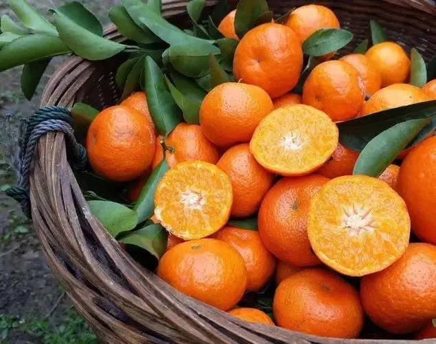 枝江市东方红砂糖桔一手货源，甜度足，一件代发