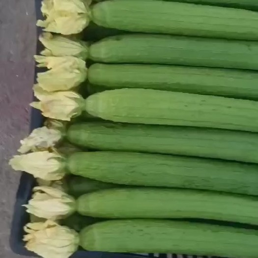 蒙自市每天无限量供应
