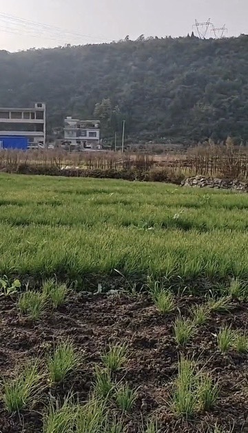 安顺农村土地种植（非大棚蔬菜）