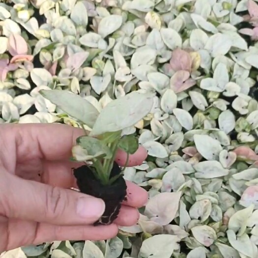 广州牛奶纸屑合果 网红观叶绿植盆栽基地直销希有花卉种苗批发128