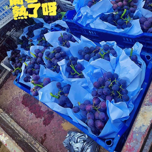 夏邑县夏黑葡萄树3-6公分粗度 主蔓60-70公分 盛果期大量有