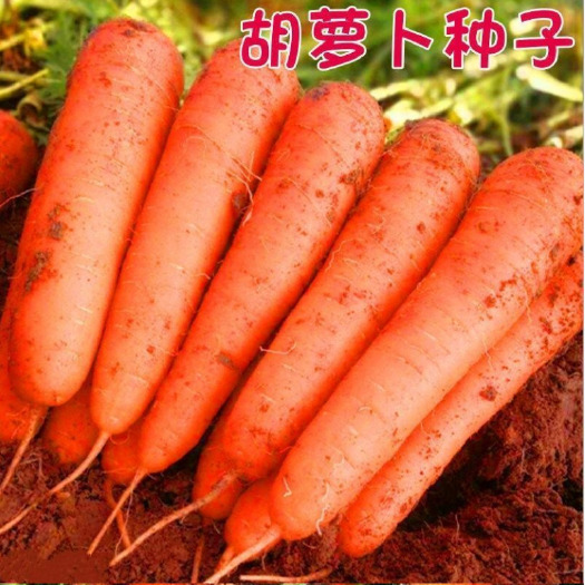 沭阳县坂田红胡萝卜杂交种 红心胡萝卜种子 红色胡萝卜种籽红芯红