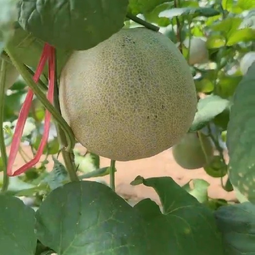 乐东县网纹瓜
