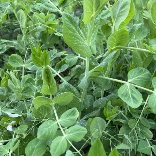 长沙豌豆苗
