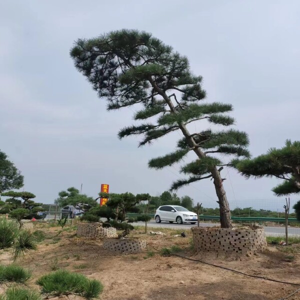 陕西造型松基地-西安造型松批发