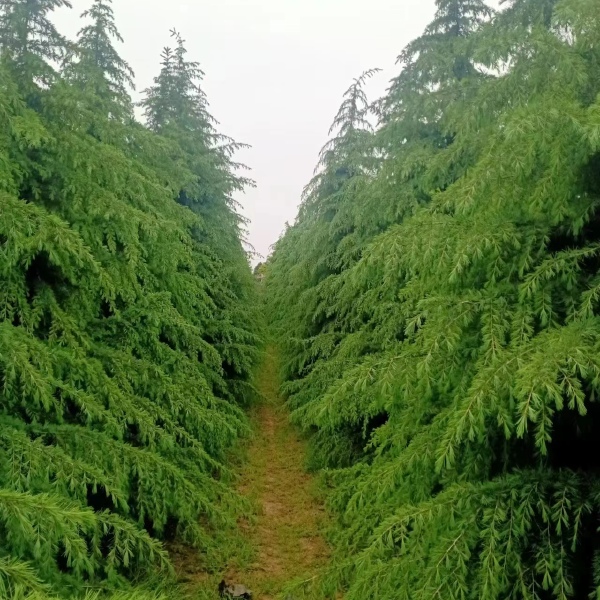 陕西大型雪松基地-西安雪松种植基地-常年供应3-10米雪松