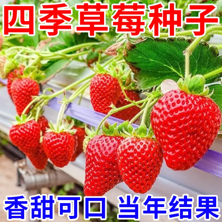 沭阳县奶油草莓种子四季新鲜室内阳台盆栽红颜草莓种籽蔬菜种子大全