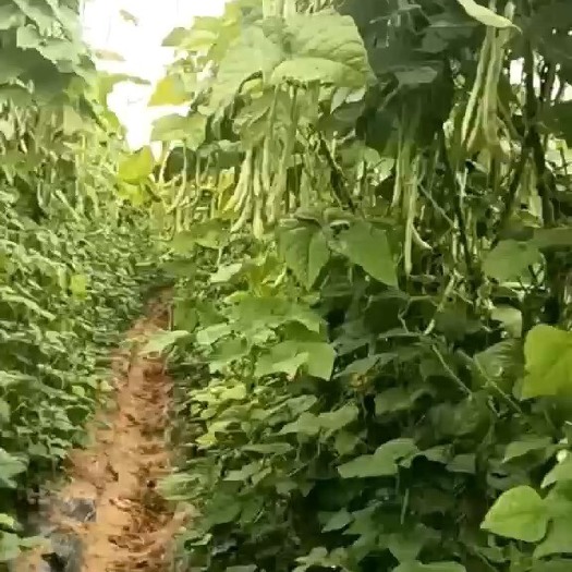 阳春市白豆和王中王