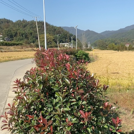 宿松县安庆市有五百多亩水稻田流转，可签村里一手合同，补贴保险都有