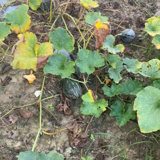 廉江市香芋南瓜