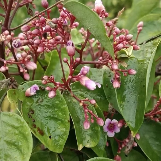 灵山县杨桃苗