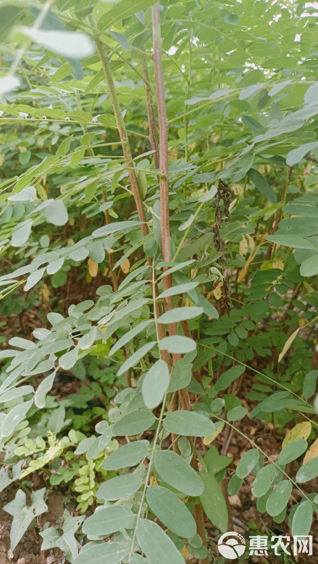 陕西紫穗槐种植基地-西安紫穗槐最供应-西安紫穗槐批发