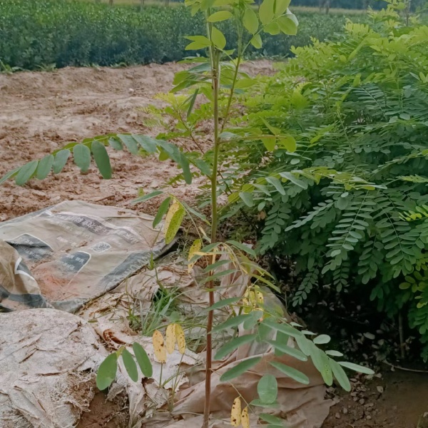 陕西紫穗槐种植基地-西安紫穗槐最供应-西安紫穗槐批发