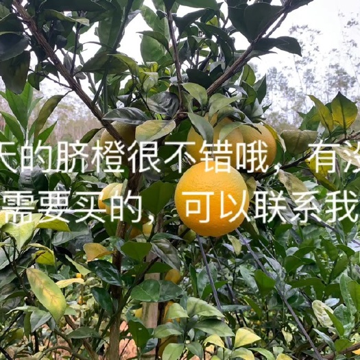 武平县好吃的赣南脐橙，你下单，今天在树上，晚上在路上，明天在你家