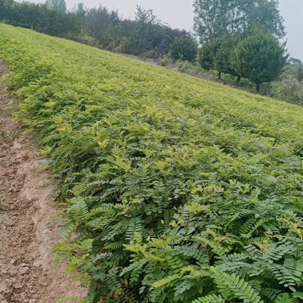 陕西紫穗槐种植基地-西安紫穗槐最供应-西安紫穗槐批发