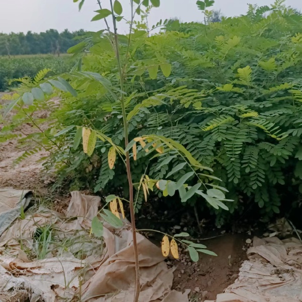 陕西紫穗槐种植基地-西安紫穗槐最供应-西安紫穗槐批发