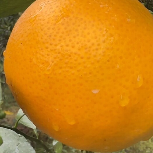 柑橘苗爱媛46号，阿蜜达
