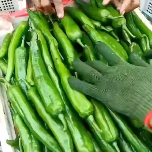 徐闻县尖椒青皮尖椒