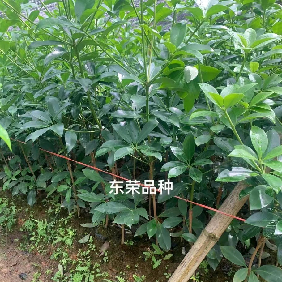 广西古龙嫁接大红八角树苗优质八角树苗基地直销带杯带叶带土发货