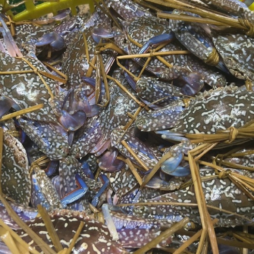 北海各种规格花蟹