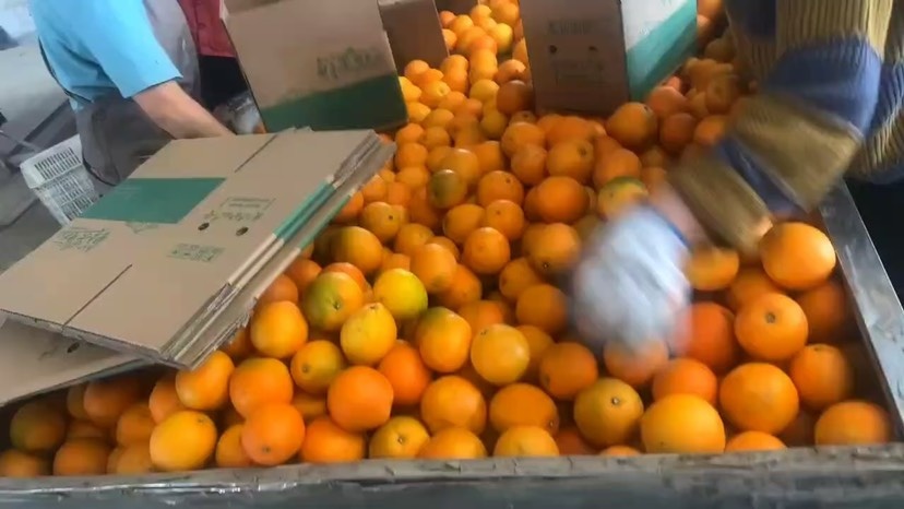佳派农业宜昌秭归脐橙供应链一件代发