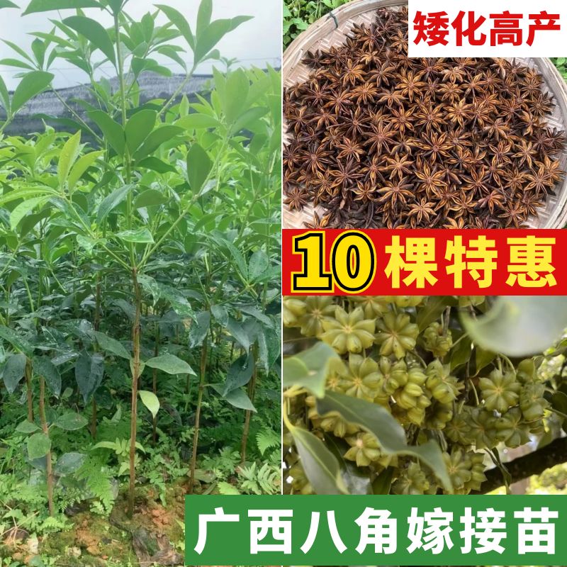 广西古龙嫁接大红八角树苗优质八角树苗基地直销带杯带叶带土发货