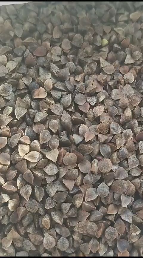 天津俄罗斯荞麦 天津港