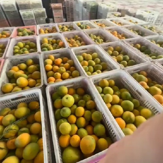 秭归县佳派农业宜昌脐橙供应链一件代发纽荷尔橙子基地直供
