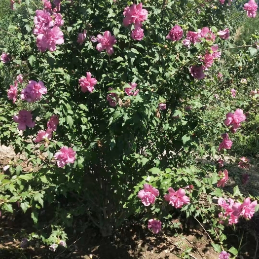 陕西玫瑰木槿种植基地-西安玫瑰木槿供应