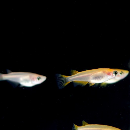 观背青鳉鱼红白星光淡水冷水鱼、繁殖组好养耐活无需打氧