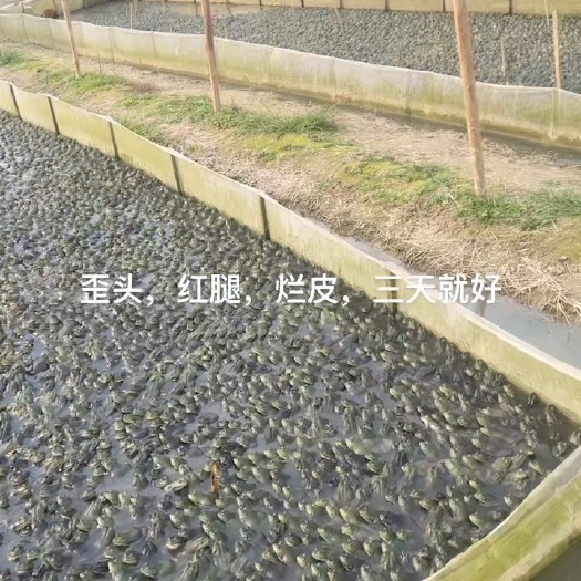 奉新县牛蛙