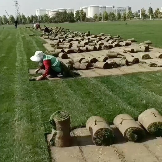 南昌百慕大混播黑麦草，冬天也是绿色的草坪，成活率高，耐践踏。