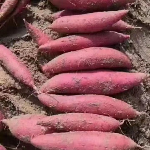 红薯几十万亩基地沙地蜜薯～沙地西瓜红～电商和商超和批发市场档