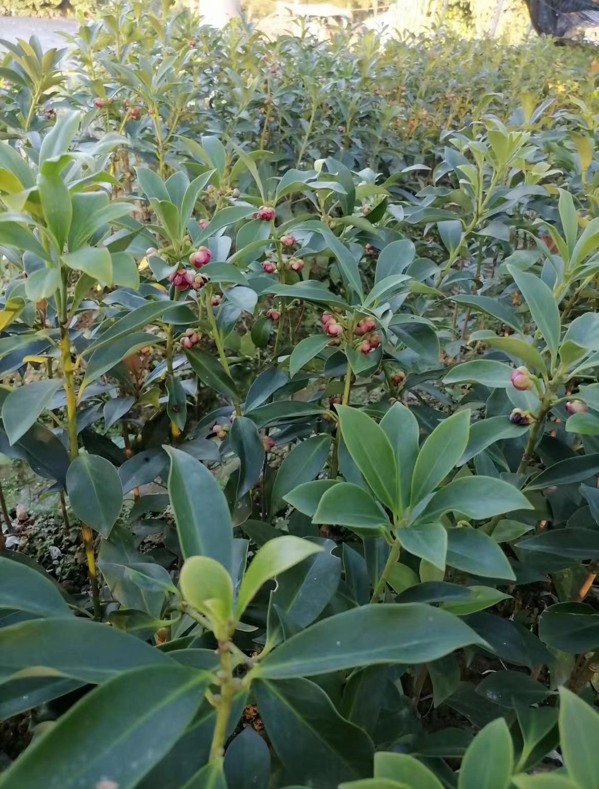 广西古龙嫁接大红八角树苗优质八角树苗基地直销带杯带叶带土发货