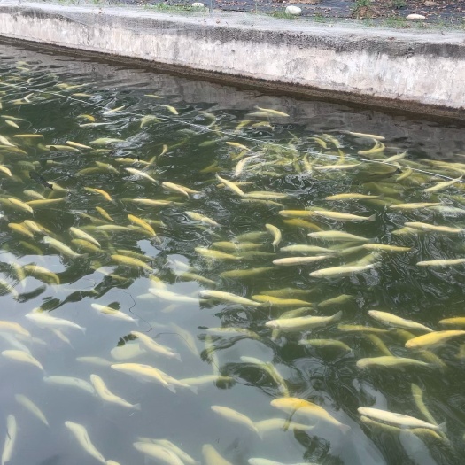 兰州金鳟，虹鳟泉水养殖