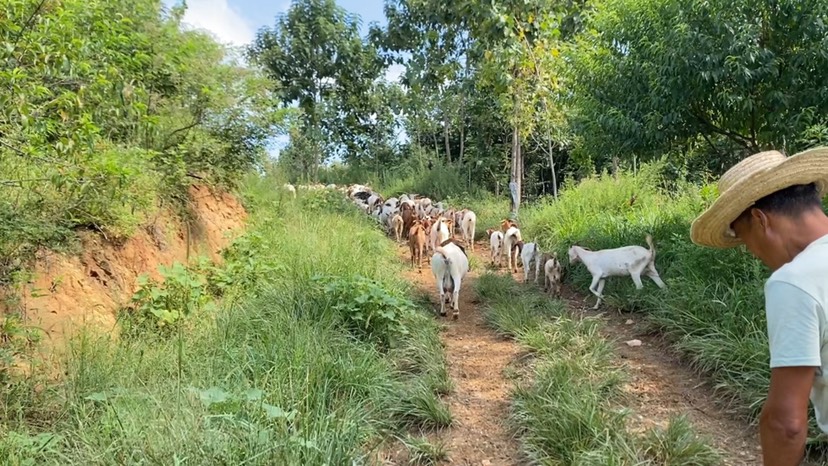 纯放养跑山羊