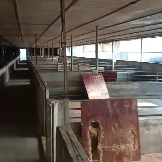 上饶自家猪场出租，设备齐全，可直接投入养殖